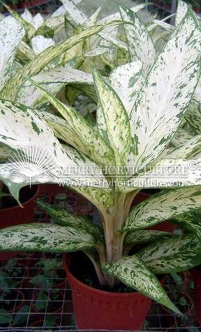 Dieffenbachia star bright 1